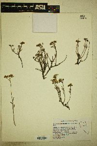 Eriogonum microthecum var. laxiflorum image