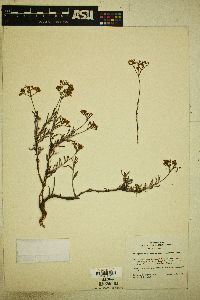 Eriogonum microtheca image