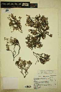 Eriogonum microthecum var. lapidicola image