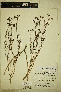 Eriogonum microthecum var. simpsonii image