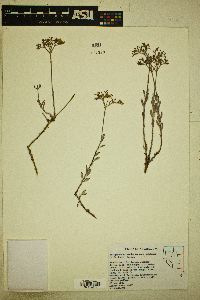 Eriogonum microthecum var. ambiguum image