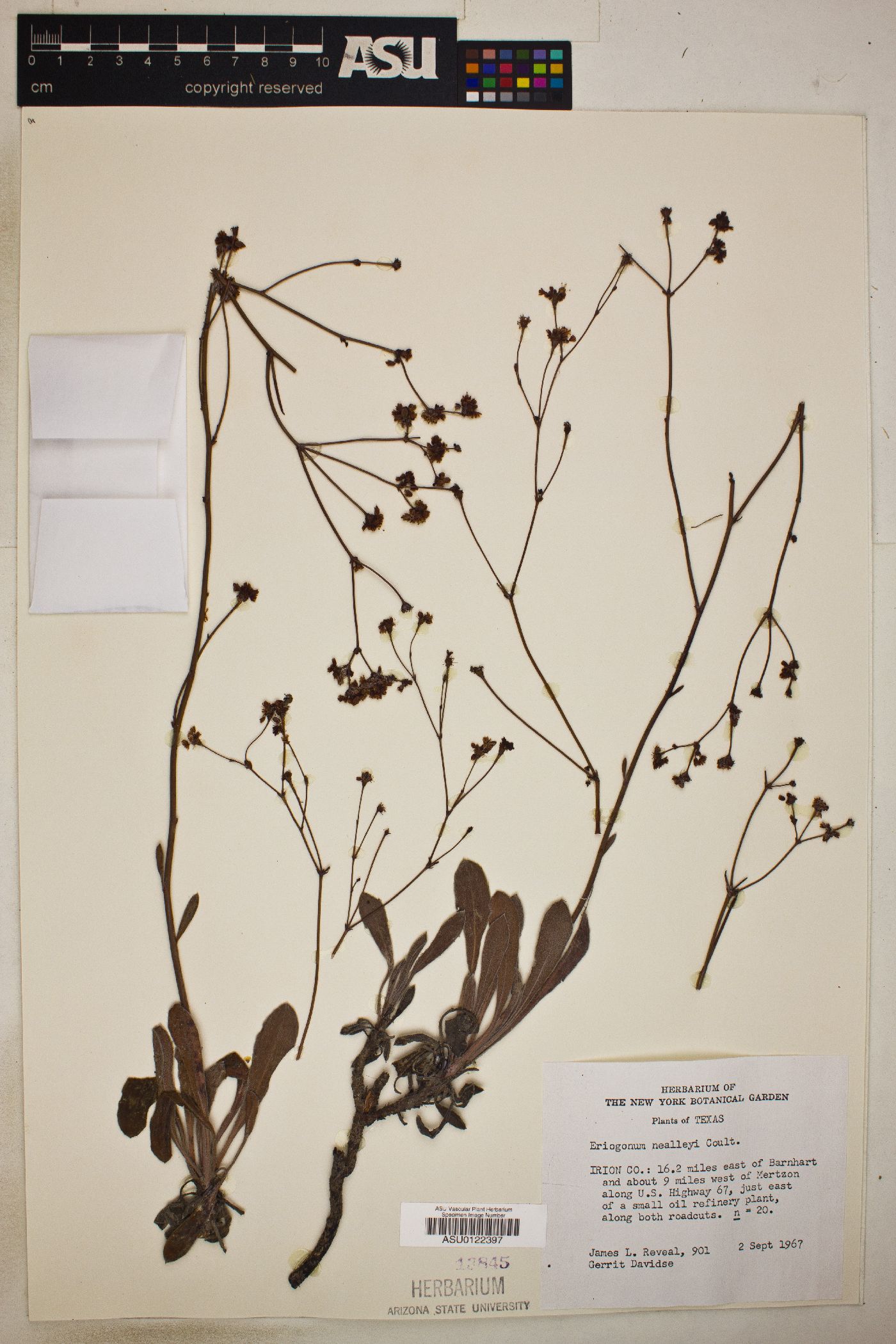 Eriogonum nealleyi image