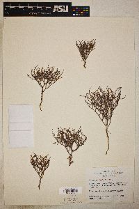 Eriogonum nidularium image