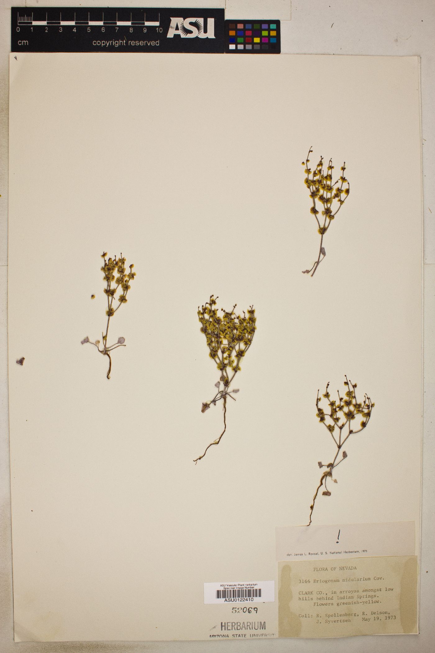 Eriogonum nidularium image