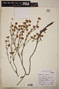 Eriogonum niveum image