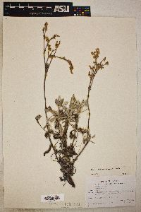 Eriogonum niveum image