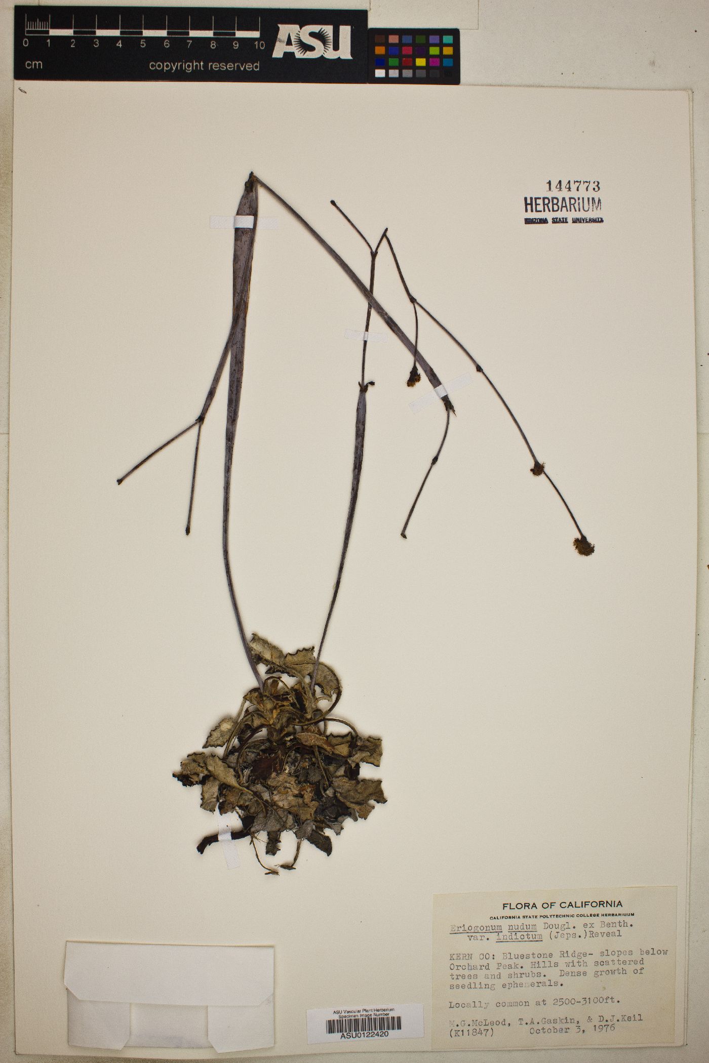 Eriogonum nudum var. indictum image