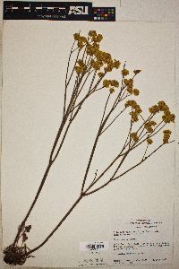 Eriogonum nudum image