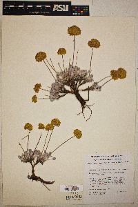 Eriogonum ovalifolium image