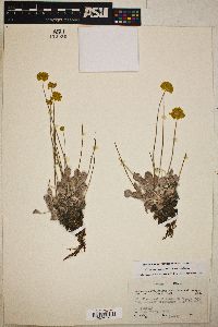 Eriogonum ovalifolium image