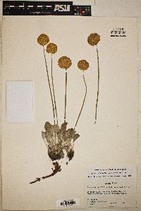 Eriogonum ovalifolium image