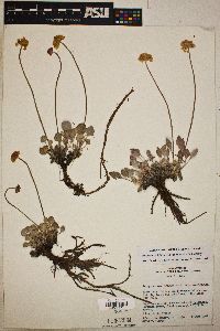 Eriogonum ovalifolium var. purpureum image