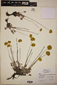 Eriogonum ovalifolium image