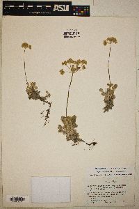 Eriogonum ovalifolium var. pansum image