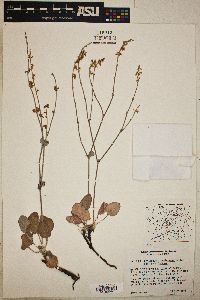 Eriogonum panamintense subsp. panamintense image