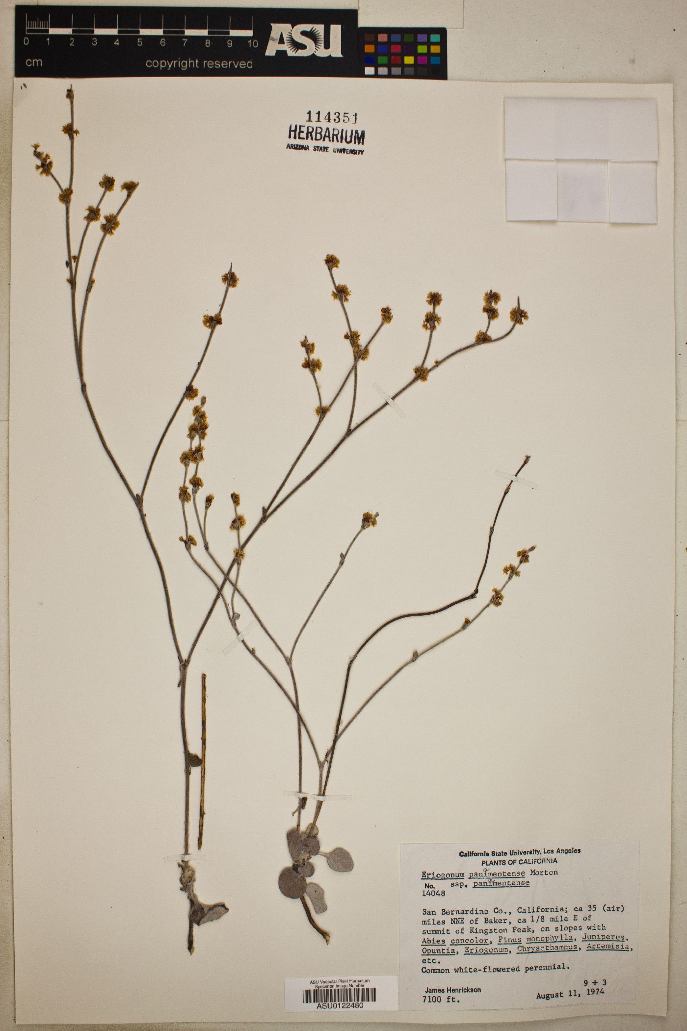 Eriogonum panamintense subsp. panamintense image