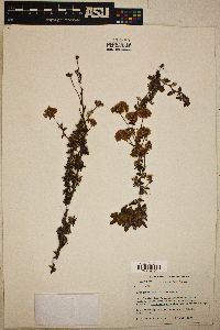 Eriogonum parvifolium image