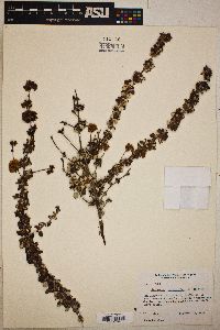 Eriogonum parvifolium image