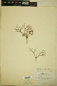 Eriogonum palmerianum image