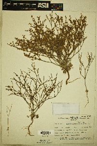 Eriogonum palmerianum image