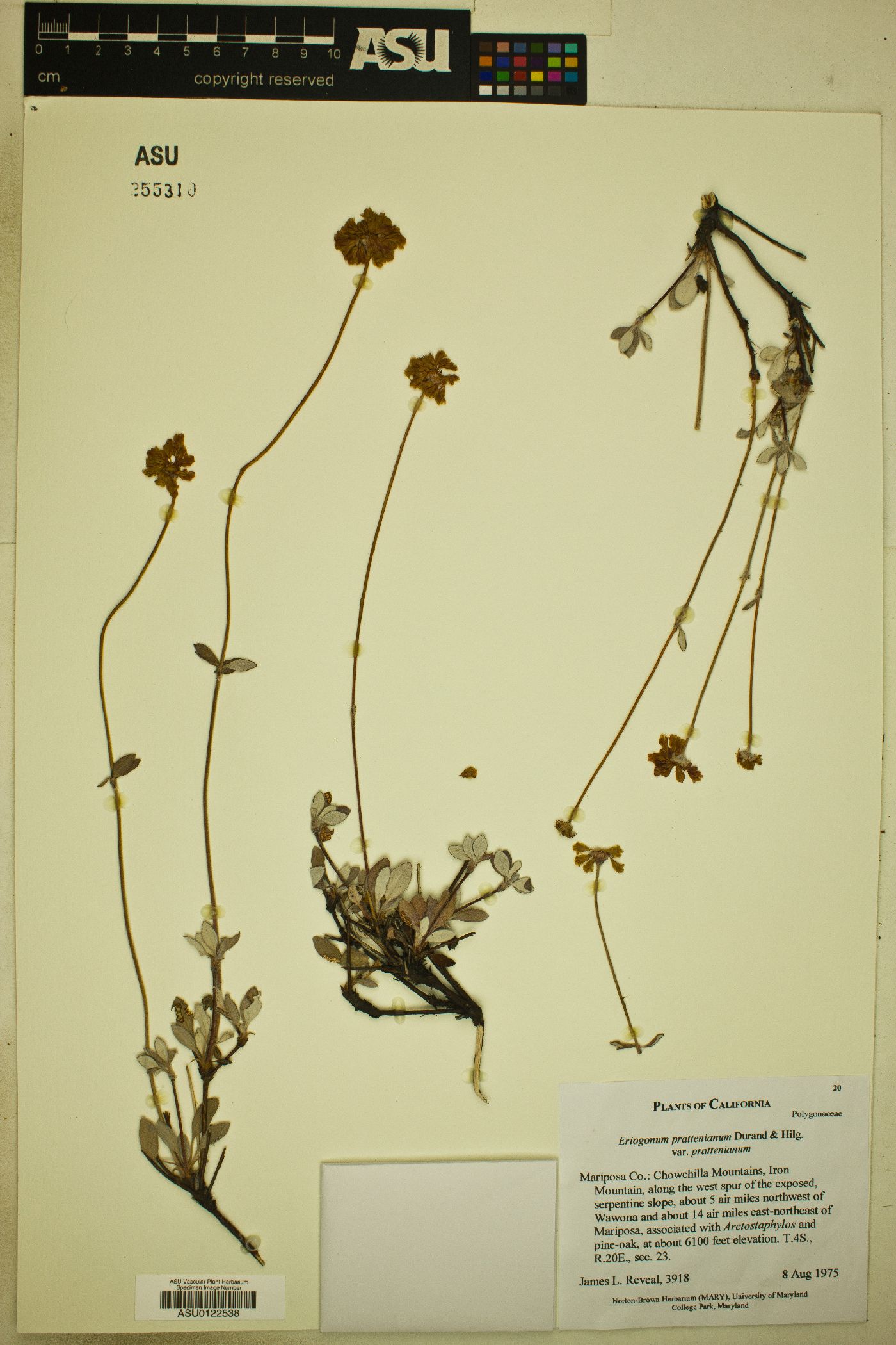 Eriogonum prattenianum var. prattenianum image