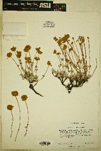 Eriogonum prattenianum image