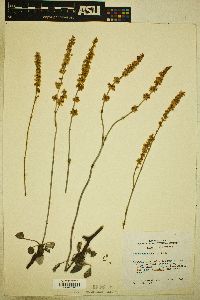 Eriogonum racemosum image