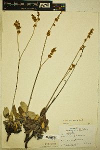 Eriogonum racemosum image