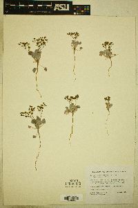 Eriogonum reniforme image