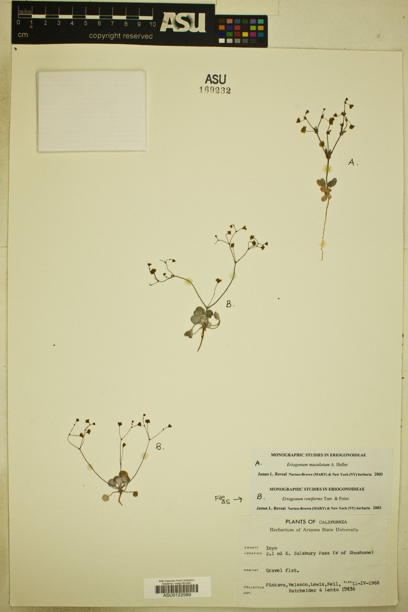 Eriogonum reniforme image