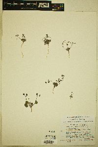 Eriogonum reniforme image