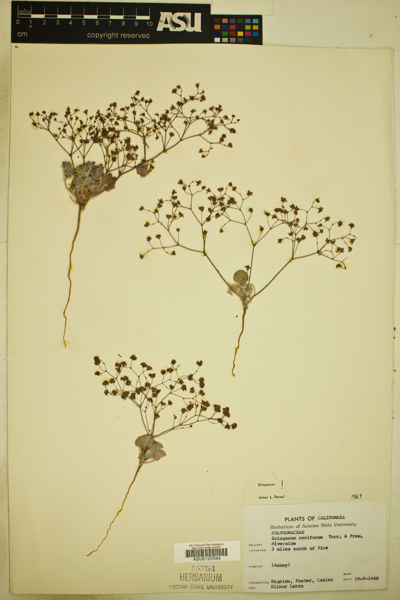 Eriogonum reniforme image