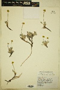 Eriogonum rosense var. rosense image