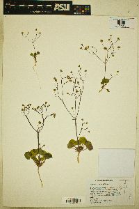 Eriogonum rubricaule image