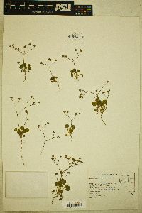 Eriogonum rubricaule image