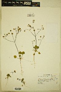 Eriogonum rubricaule image