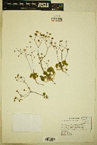 Eriogonum rubricaule image