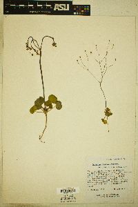 Eriogonum rubricaule image