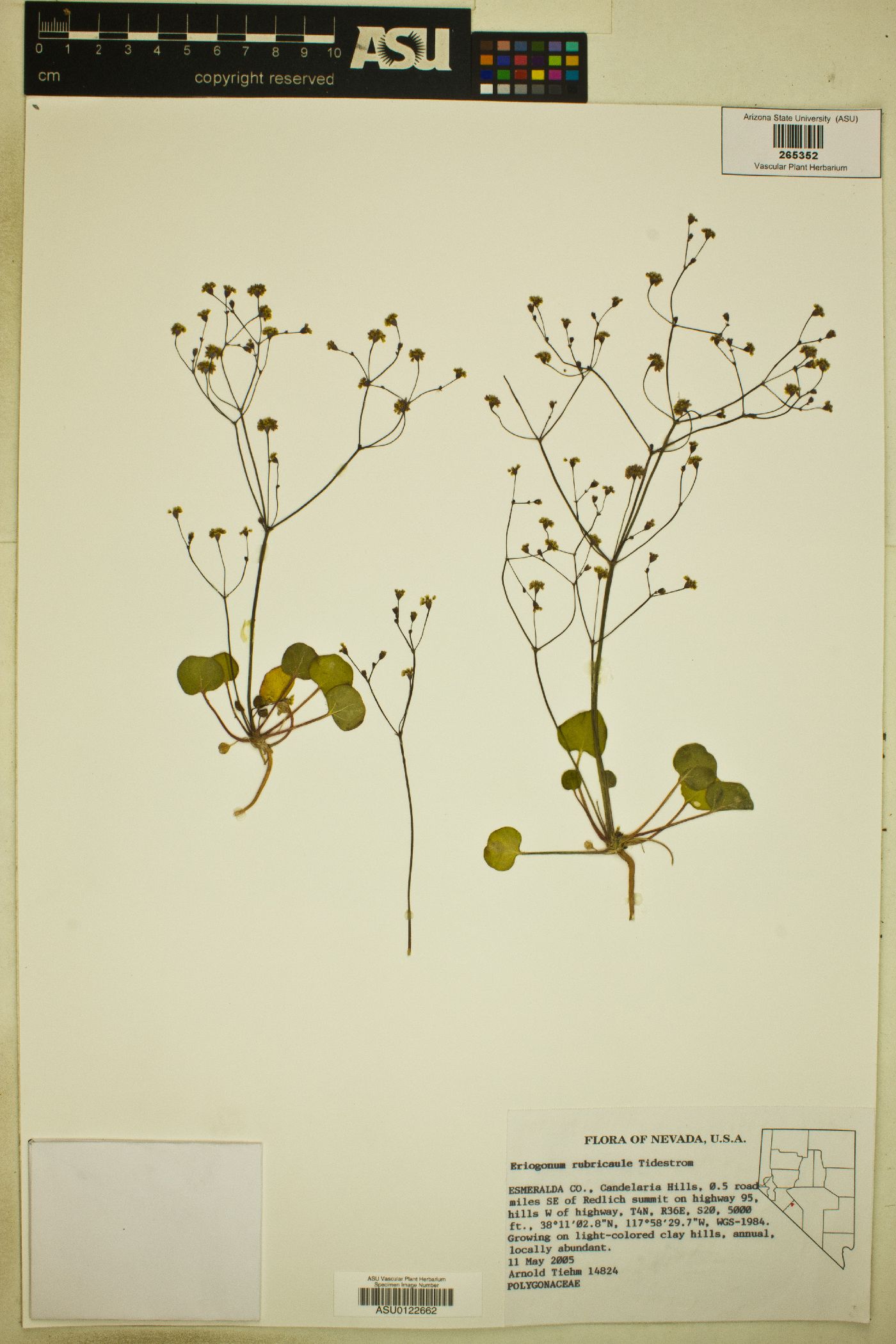 Eriogonum rubricaule image