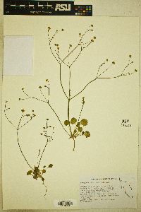 Eriogonum rubricaule image