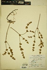 Eriogonum saxatile image