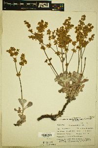 Eriogonum saxatile image