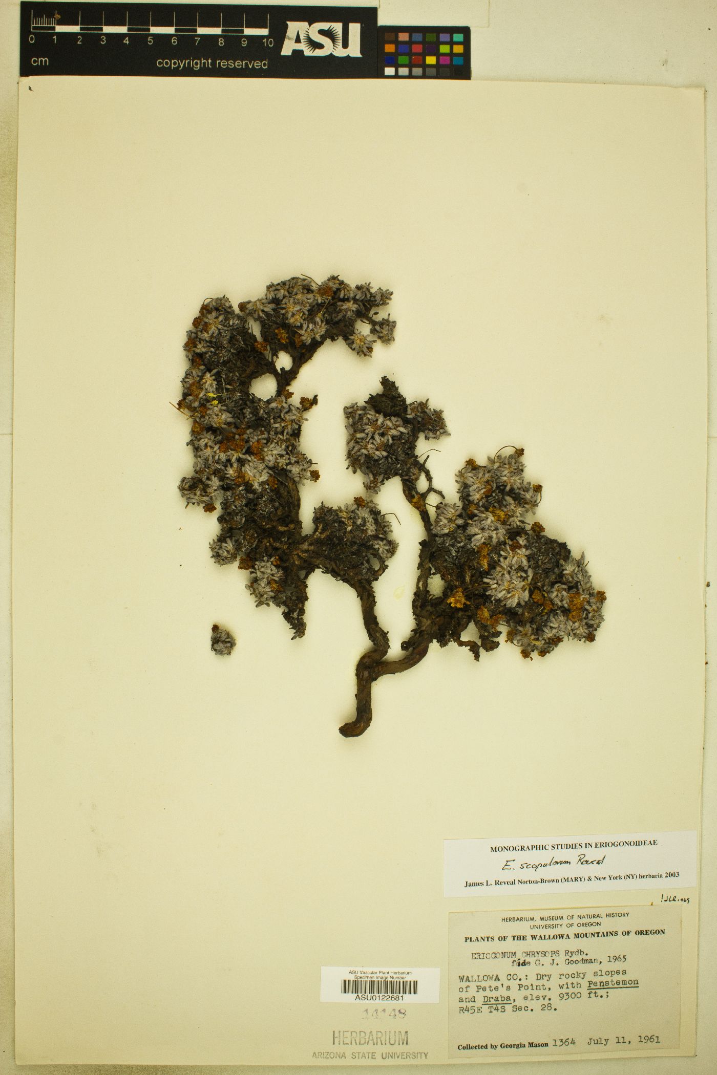 Eriogonum scopulorum image