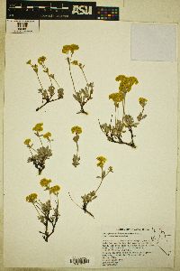 Eriogonum sphaerocephalum var. sphaerocephalum image