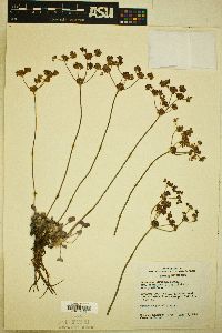 Eriogonum strictum image