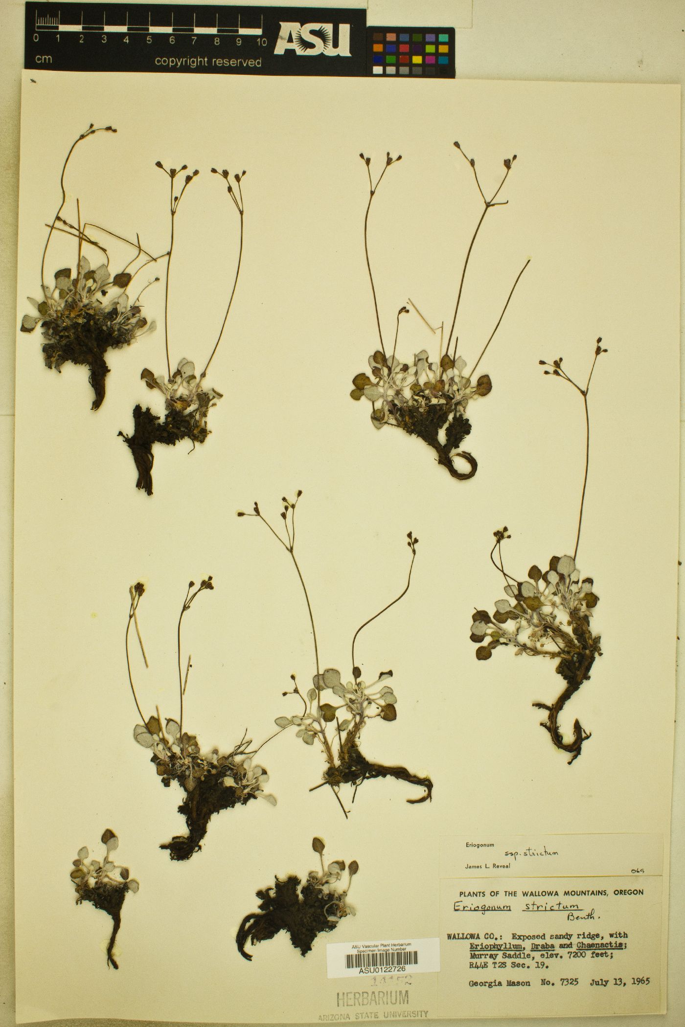 Eriogonum strictum subsp. strictum image