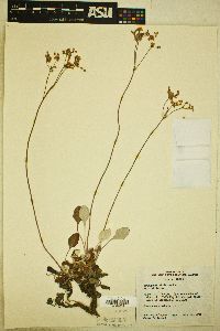 Eriogonum strictum subsp. strictum image