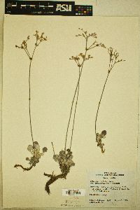 Eriogonum strictum image