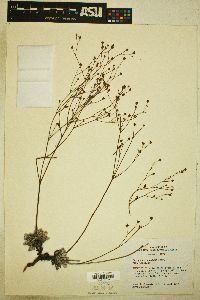 Eriogonum tenellum image