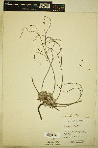 Eriogonum tenellum var. tenellum image